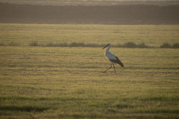 Stork in the flatlands