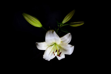 Naklejka na ściany i meble Beautiful white lily isolated on black background