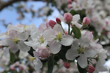 Fototapeta na wymiar Apple tree flowers. Blooming apple orchard in spring. 