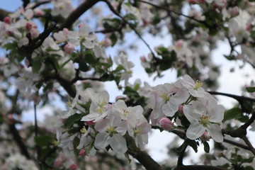 Apple tree flowers. Blooming apple orchard in spring.
