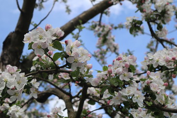 Apple tree flowers. Blooming apple orchard in spring.
