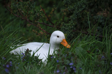 white duck on the grass