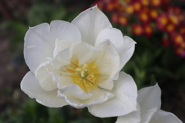 White Terry Tulip Flower in the Garden