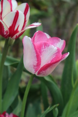 Pink tulip flower in the garden.

