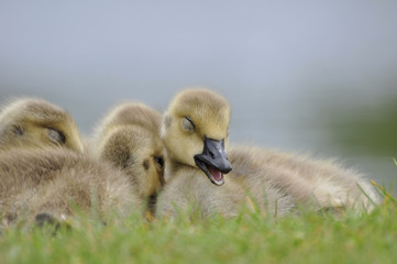 The Canada goose Branta canadensis 