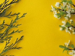 yellow flowers on a branch