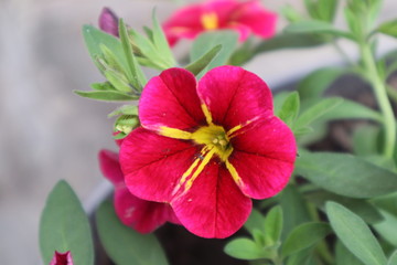 Fototapeta premium Red primrose flower in a pot