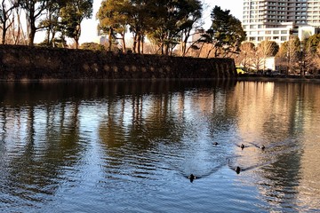 水に浮かぶ鴨