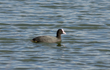 Eurasian coot (Fulica atra) swimming on the lake