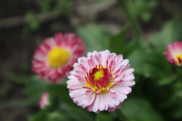 Daisy flowers in the meadow