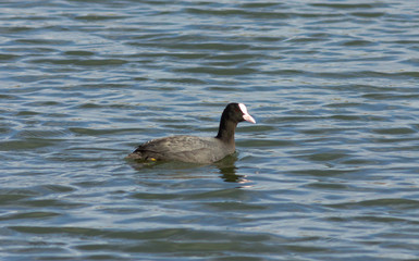 Eurasian coot (Fulica atra) swimming on the lake