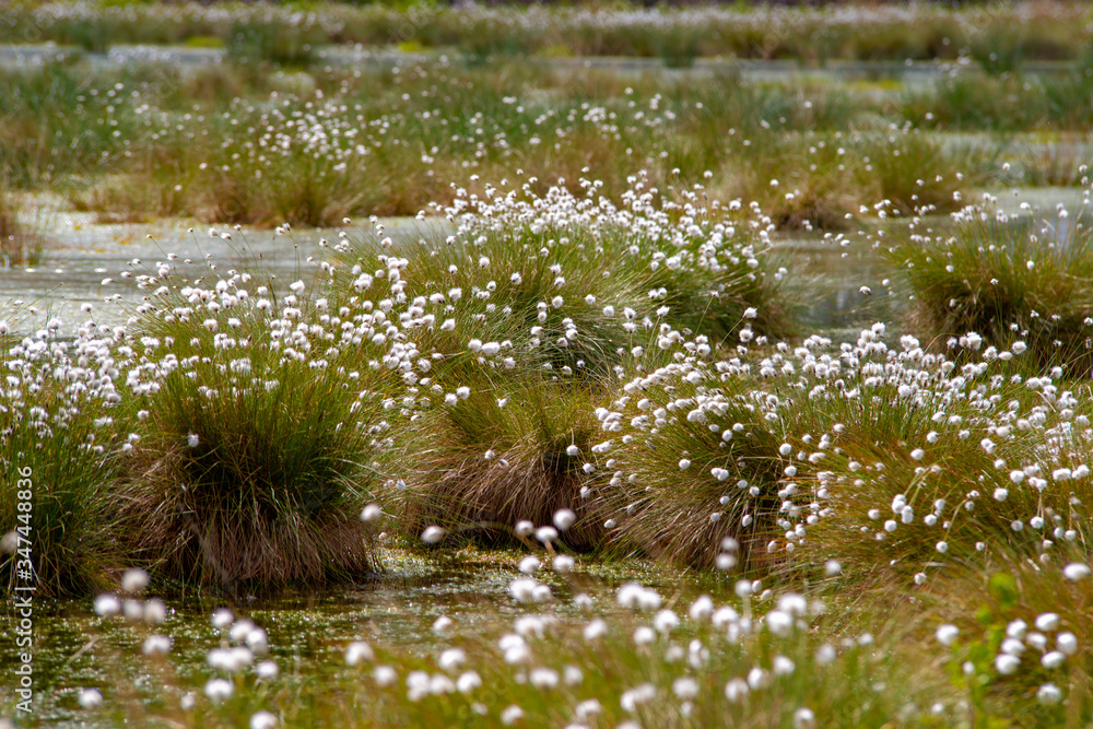 Wall mural Eriophorum, Wollgräser im Hochmoor der Naturschutzgebiete 