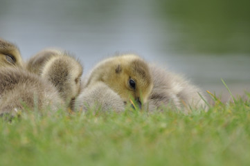 The Canada goose Branta canadensis 