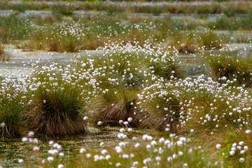 Eriophorum, Wollgräser im Hochmoor der Naturschutzgebiete 