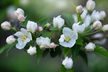 apple tree blossom
