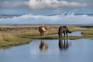 Wild Icelandic horses along the river bank, Iceland.