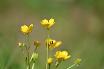 Yellow wild flowers background closeup