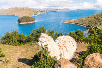 Llama Alpaca with Island on Isla del Sol in Bolivia background. Scenic panoramic view of island, sea horizon. Bolivian island paradiseand hills. Tourist walking trail. Tourism. Titicaca lake