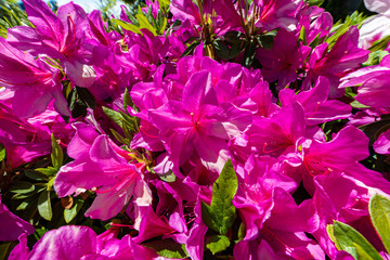 街を彩るサツキの生け垣