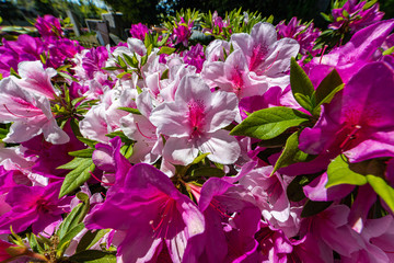 街を彩るサツキの生け垣