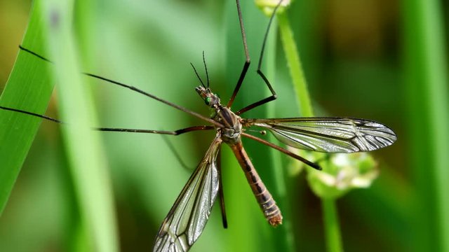CloseUp movie of Crane Fly on a leaf.