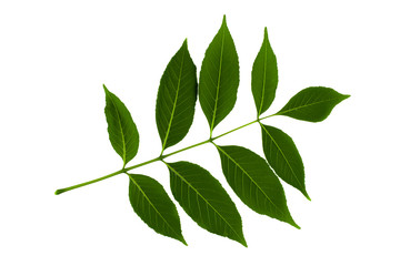inflorescence of green leaves of ash tree isolated on a white background