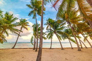 Fototapeta na wymiar Coconut palm trees in Bois Jolan beach at sunset