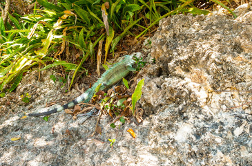 Close up of an iguana in Guadeloupe