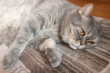 British gray cat lies on the floor