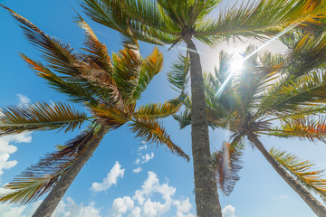 Sun shining over coconut palm trees in Guadeloupe