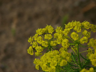 yellow flowers in the garden