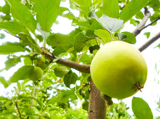 Lush green apples on trees in the middle of summer.