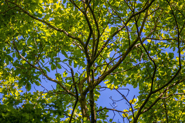 Branches of an oak tree against blue sky