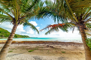 Palm trees in Pointe de la Saline beach in Guadeloupe