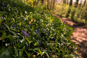 Grüner Schwäbischer Wald