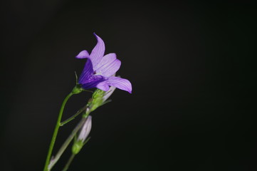 blue flower on black background