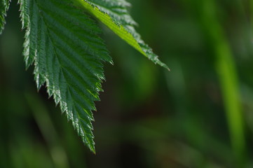 rain drops on a leaf