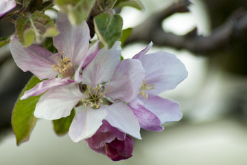 Apple buds in the orchard.