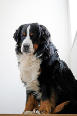 Bernese Mountain Dog sitting on the stairs, looking down. 