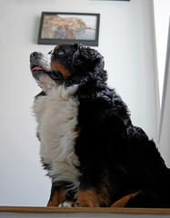 Bernese Mountain Dog sitting on the stairs, looking up. 