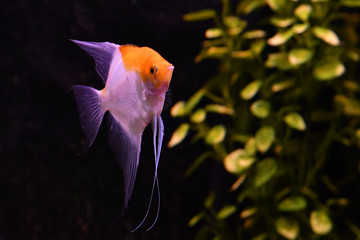 The angelfish Pterophyllum scalare in aquarium