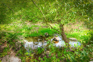 Small puddle surrounded by vegetation