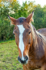 Naklejka premium head of horse