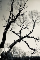 dead tree silhouette