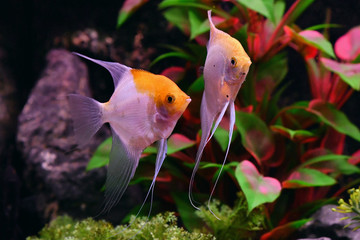 The angelfish Pterophyllum scalare in aquarium