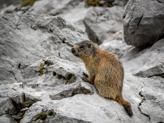 Groundhog on the rocks