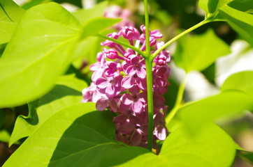 Beautiful plants, flowers and trees