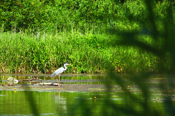 Gray heron  (Ardea cinerea) on the river. View from the bushes. Birdwatching