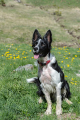 Beautiful border collie at forest in spring.