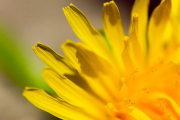 Yellow petals of dandelion. Soft focus